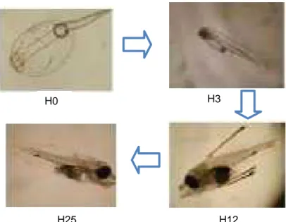 Gambar 4. Tahap Perkembangan Larva