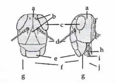 Gambar  2.2  Struktur  Anatomi  Kepala  Serangga.  a:  verteks;  b:  oseli;  c:  mata  majemuk; d: antena; e: klipeus; f: labrum; g: mandibula; h: labium; i:  maksila; j: palpus (Suheriyanto, 2008) 