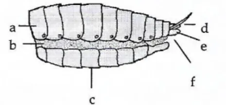 Gambar  2.6  Struktur  Abdomen  Serangga.  a.  terga;  b.  spirakel;  c.  sternum;  d