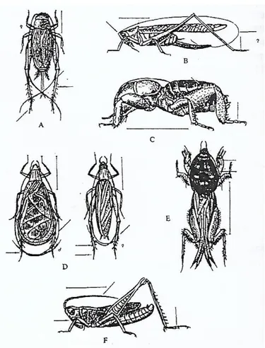 Gambar 2.9 Serangga-serangga dari ordo Orthoptera. A. jangkrik  (Gryllidae);  B.  belalang  pedang  (Tettigonidae);  C