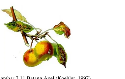 Gambar 2.11 Batang Apel (Koehler, 1997) 
