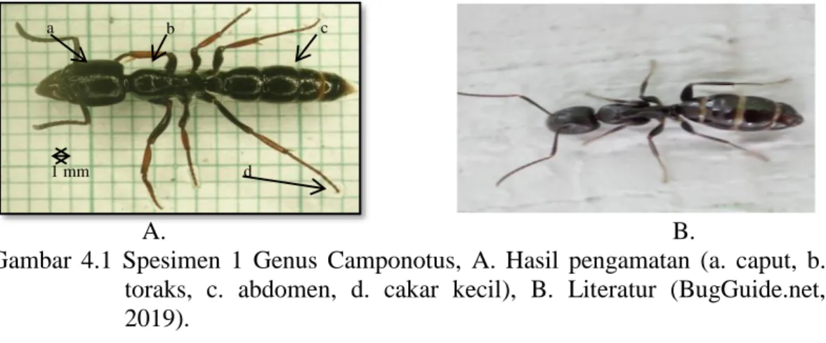 Gambar  4.1  Spesimen  1  Genus  Camponotus,  A.  Hasil  pengamatan  (a.  caput,  b.  toraks,  c
