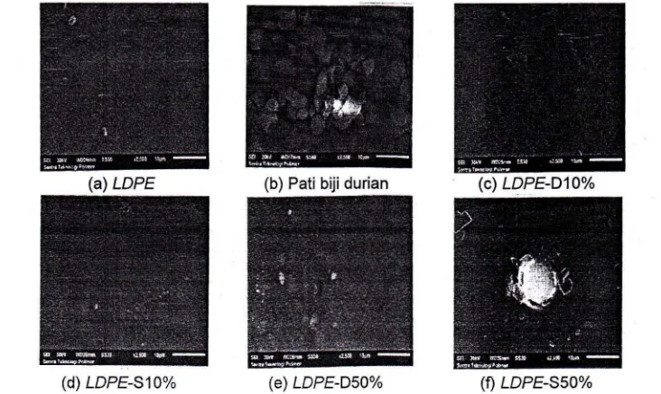 Gambar 10. Struktur morfologi LOPE, pati biji durian, dan bioplastik 