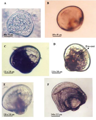 Gambar 6a. Tahapan perkembangan larva P. maxima. (A) bentuk-D; (B) Umbo awal; (C) Umbo tengah; (D) Eye-spot; (E)Umbo akhir (pediveliger); (F) Plantigrade  