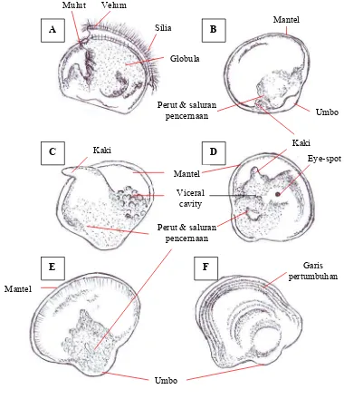 Gambar 6b. Sketsa tahapan perkembangan larva P. maxima. (A) bentuk-D; (B) 