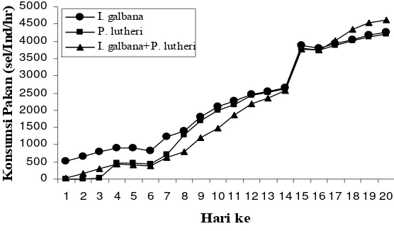 Gambar  9.  Tingkat konsumsi pakan harian larva P. maxima dari stadia veliger (D1) sampai stadia plantigrade (D20)