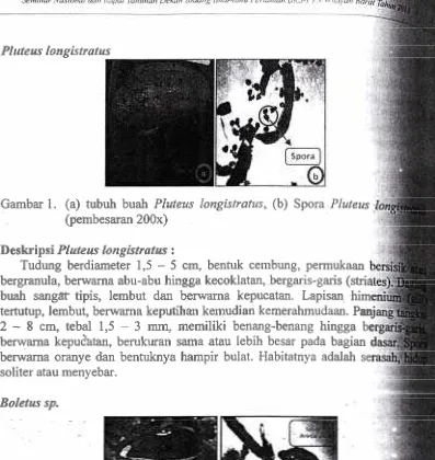 Gambar 1. (a) tubuh buah Pluteus longistratus, (b) .Spora .Pluteus. 
