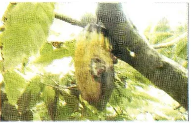 Gambar 6. Buah kakao yang terserang Phytopthora palmivora Bult 