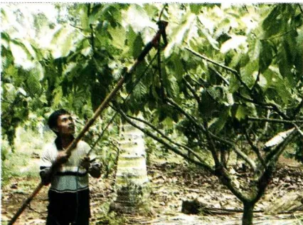 Gambar 3. Pola pemangkasan tanaman kakao 