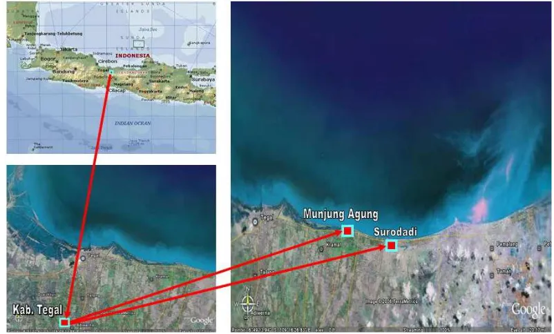 Gambar 4.2 Lokasi penelitian (pengambilan sample responden) di Desa Surodadi dan Desa Mujung Agung, Kabupaten Tegal (Sumber : Google-earth tanggal akses 20 Februari 2006)  