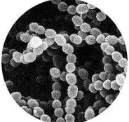 Gambar 1.  Streptococcus thermophillus[23]