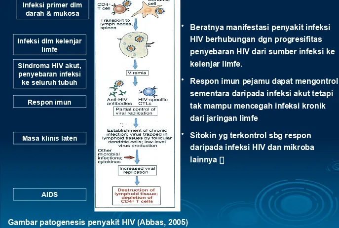 Gambar patogenesis penyakit HIV (Abbas, 2005)