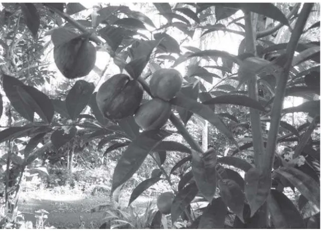 Gambar 6.2. Pinang adalah salah satu tumbuhan dengan berbagaimanfaatan kesehatan yang banyak tumbuh di kebun-pekaranganrumah