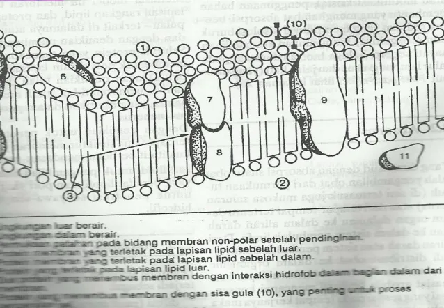 Gambar Membran