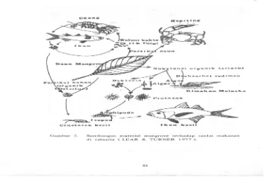 Gambar 1. Sumbangan material mangrove terhadap rantai makanan di estuaria (Lear &                    Turner, 1977) 