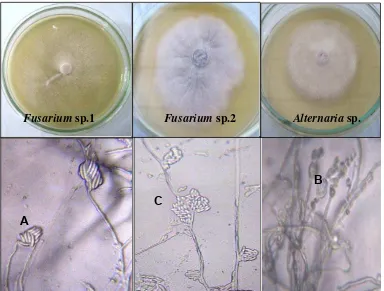 Gambar 3.2 Biakan murni fungi patogen yang diperoleh dan mikroskopis fungi                       patogen