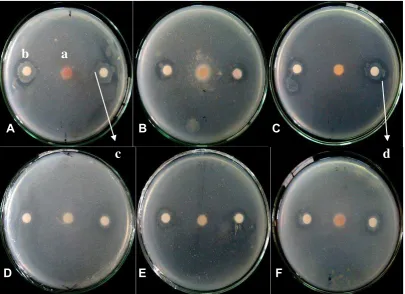 Gambar 3.3 Uji antagonis bakteri kitinolitik dengan fungi patogen. A. BK15; 