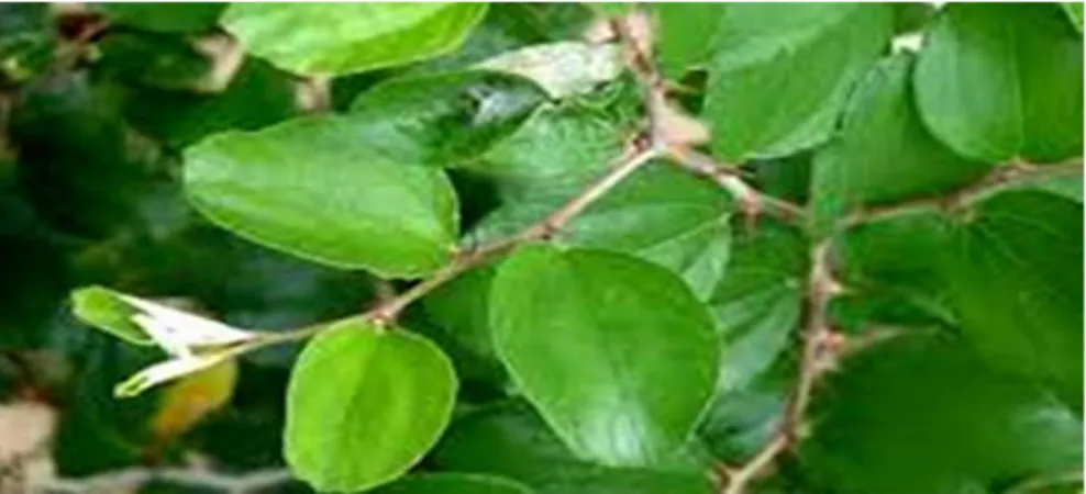 Gambar 1. Daun Tanaman Bidara Zizipus mauritiana Lam(Goyal et al.,2012) Kandungan gula dalam daun bidara adalah laktosa, glukosa, galaktosa, arabinosa,  xilosa  dan  rhamnosa,  dan  juga  berisi  empat  glikosida  saponin