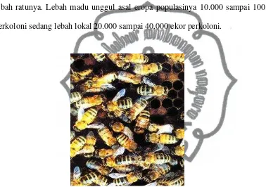 Gambar 2.1 Koloni Lebah (http://www.harunyahya.com/honeybee//)   