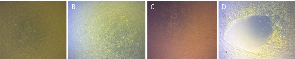 Figure 1. Adipose tissue-mesenchymal stem cells post-culture confluent at day four post-culture