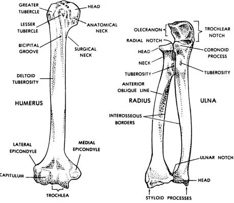 Figure 4-9.  The humerus, radius, and ulna.