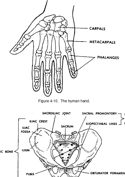 Figure 4-10.  The human hand.