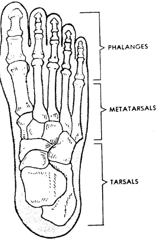 Figure 4-13.  The human foot.