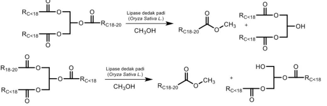 Gambar  15.      Reaksi  enzim  lipase  dedak  padi  (Oryza  Sativa  L.)  spesifik  C 18-20   di  dalam 