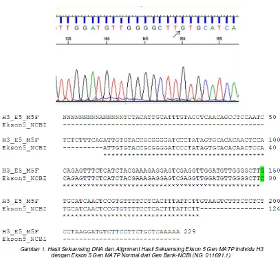 Gambar 1. Hasil Sekuensing DNA dan Alignment Hasil Sekuensing Ekson 5 Gen MATP Individu H3  