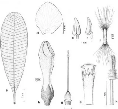 Gambar 1.  Ilustrasi  Alstonia  scholaris.  a.  daun,  b.  kuncup  bunga,  c.  corolla  yang  berbentuk  tabung 