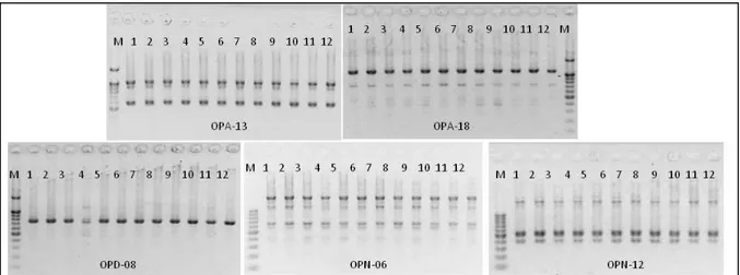 Gambar 1. Hasil PCR pisang kepok ‘Unti Sayang’pada subkultur ketiga dengan lima primer (OPA-13, OPA- OPA-18, OPD-08, OPN-06, dan OPN-12)