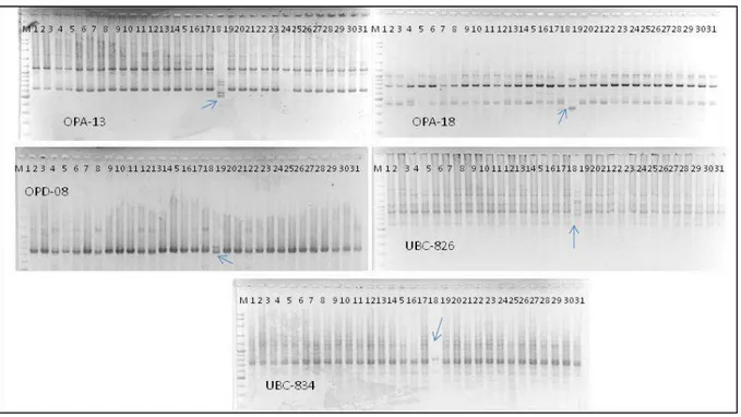 Tabel  2.  Pola pita DNA tanaman pisang kepok ‘Unti Sayang’ hasil mikropropagasi ada subkultur ke-2 hingga  ke-6 dengan berbagai primer   
