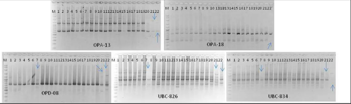 Tabel 3.  Pola pita DNA tanaman pisang kepok ‘Unti Sayang’ hasil mikropropagasi pada subkultur ke-7 hingga  ke-10 dengan berbagai primer   
