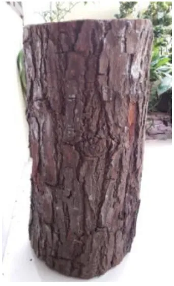Gambar 7: Batang Pohon Mahoni 