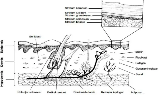Gambar 2.1 Struktur kulit (Borena, et al., 2015). 