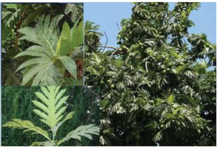 Gambar 2.4. Daun sukun (Artocarpus altilis) (Pradhan, et all., 2012).  2.6.2  Kandungan Daun Sukun (Artocarpus altilis) 