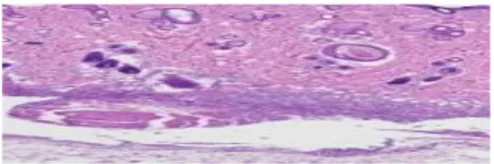 Gambar 2. Hispatologi jaringan granulasi dan jarak tep  luka sayat tikus putih (Rattus norvegicus) pada 