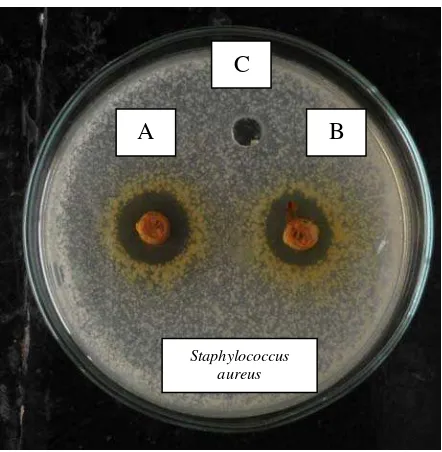 Gambar 1.6. Uji aktivitas antibakteri ekstrak etanol buah kurma Cina terhadap Staphylococcus aureus 