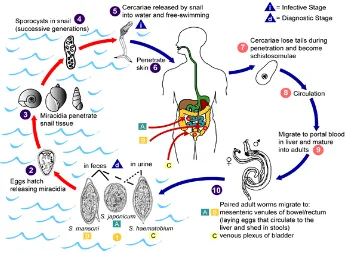Gambar 4. Siklus hidup Schistosoma  spp. (Belavilas 2006) 