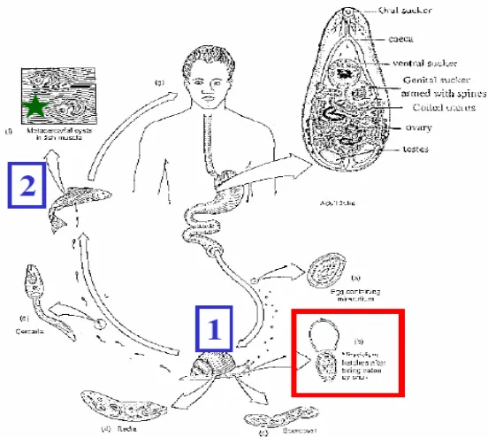 Gambar 5. Siklus hidup H. heterophyes (Al-Ozaimi 2006) 