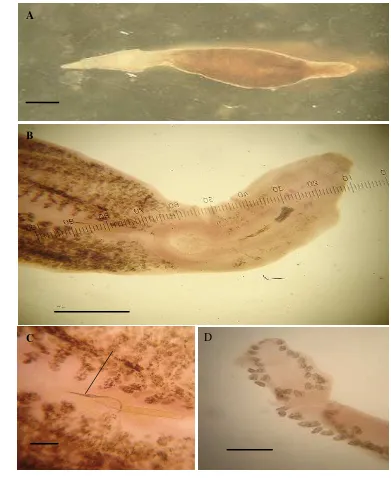 Gambar 12.  Microcotyle sp. yang ditemukan pada  insang ikan tenggiri di lokasi 