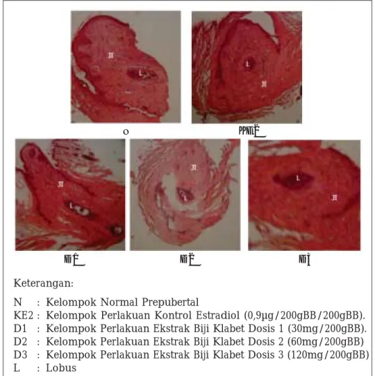 Gambar 1. Struktur histologi mamae tikus prepubertal setelah perlakuan 16 hari (Perbesaran 100x)