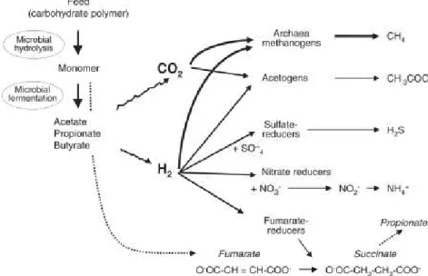 Gambar  1.  Proses  pencernaan  dan  fermentasi  karbohidrat  di  dalam  rumen  berikut  jalur  reduksi hidrogen melalui aksi mikroba (Morgavi et al., 2010)
