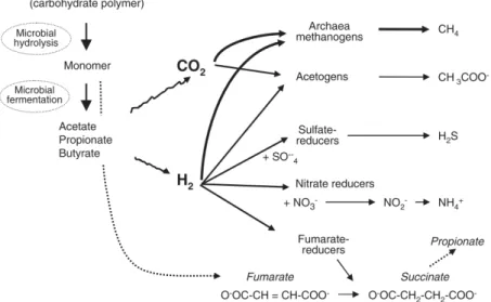 Gambar 16.  Proses  pencernaan  dan  fermentasi  karbohidrat  di  dalam rumen berikut jalur reduksi hidrogen melalui aksi  mikroba 