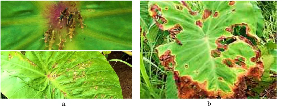 Gambar 9 a) Hama pada tanaman talas dan b) Penyakit pada tanaman talas 