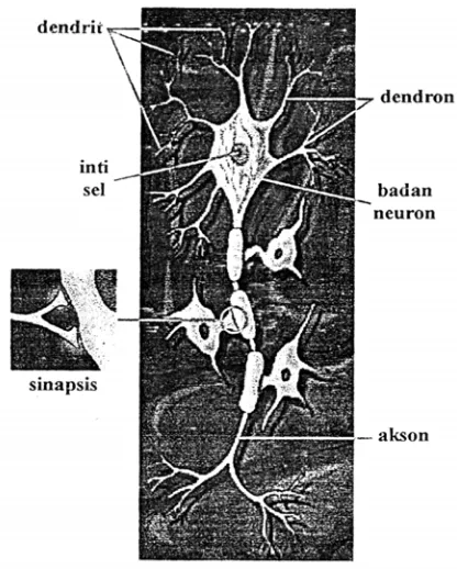Gambar 1 Jaringan sel saraf biologi ( Artificial Neural Networks in Medicinehttp://www.MedicineNet.org,15 Juli 2005)