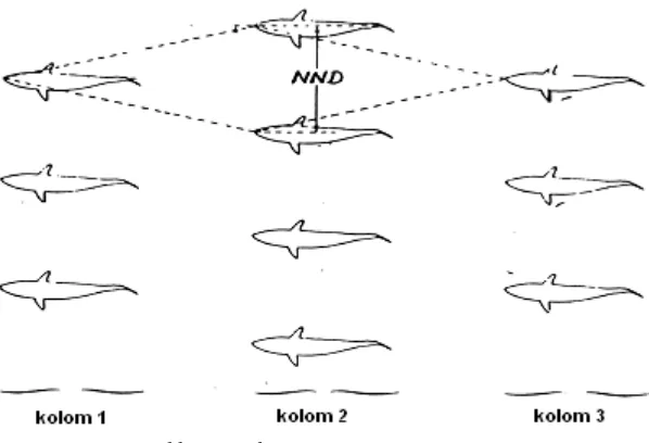 Gambar 11 Bentuk berlian dalam kawanan ikan (He, 1989).  