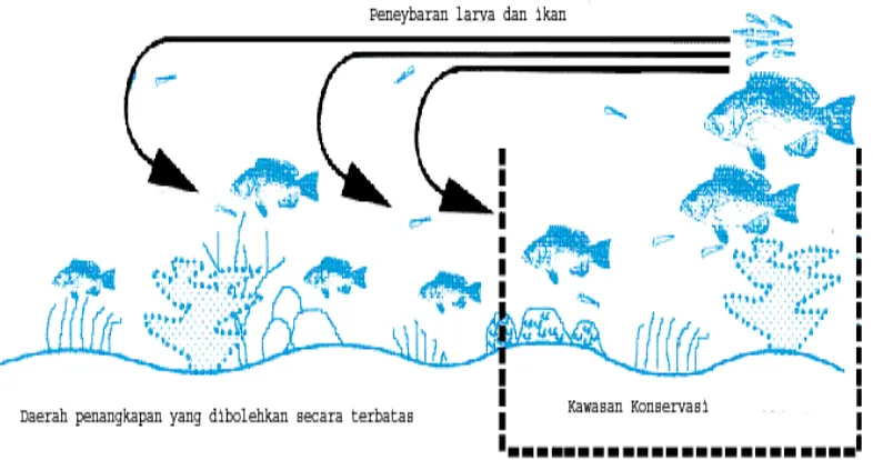 Gambar 2   Prinsip Spill over                         dari White 2001). dari Kawasan Konservasi Laut (dimodifkasi  