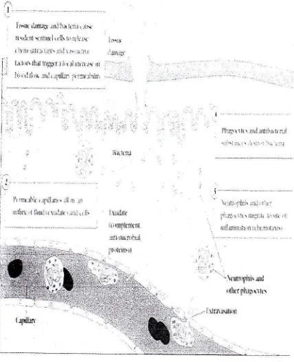 Gambar 2 Mekanisme Diapedesis danKemotaksis Netrofil