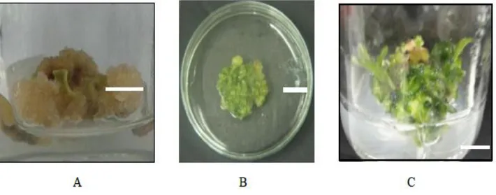 Gambar 1. Kalus dari medium MS dengan penambahan zpt A. Kinetin dan NAA;  B. BA dan NAA;  C